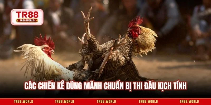 Các chiến kê dũng mãnh chuẩn bị thi đấu kịch tính